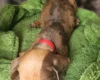 Dachshund (Miniature Smooth Haired)