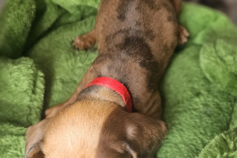Dachshund (Miniature Smooth Haired)
