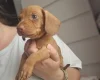Dachshund (Miniature Smooth Haired)