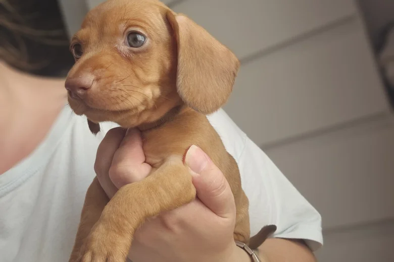 Dachshund (Miniature Smooth Haired)