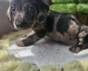 Dachshund (Miniature Smooth Haired)