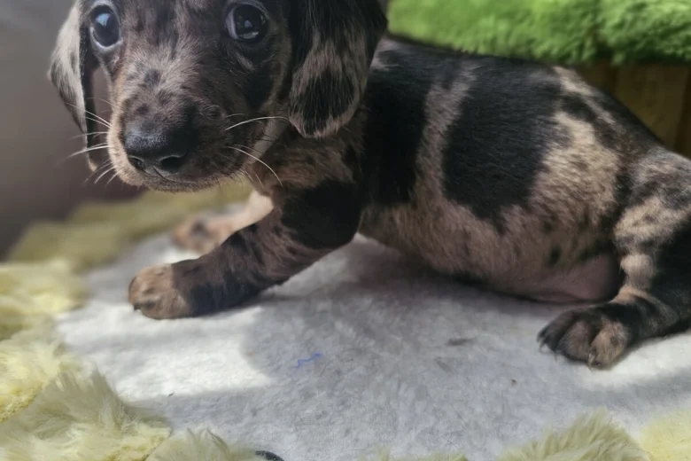 Dachshund (Miniature Smooth Haired)