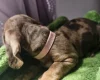 Dachshund (Miniature Smooth Haired)