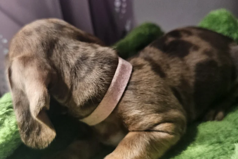 Dachshund (Miniature Smooth Haired)