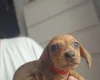 Dachshund (Miniature Smooth Haired)