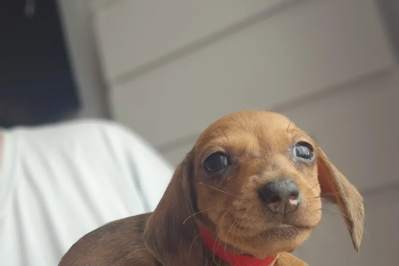 Dachshund (Miniature Smooth Haired)