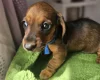Dachshund (Miniature Smooth Haired)