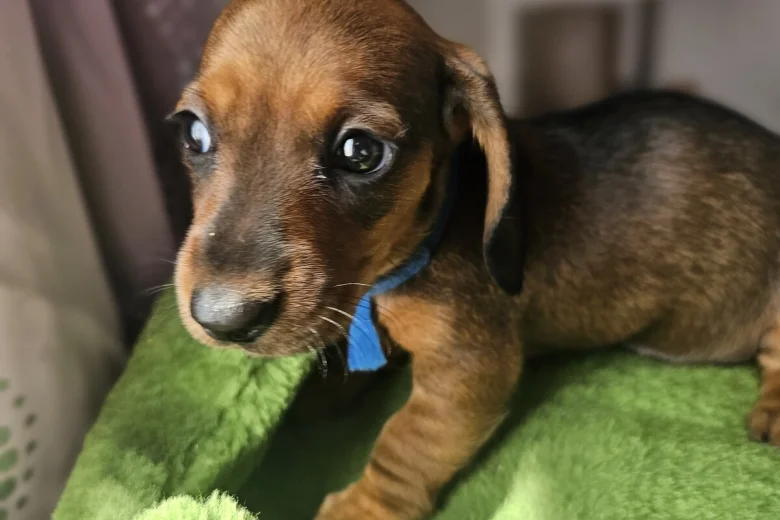Dachshund (Miniature Smooth Haired)