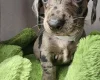 Dachshund (Miniature Smooth Haired)