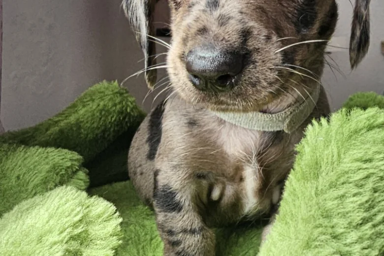 Dachshund (Miniature Smooth Haired)