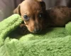 Dachshund (Miniature Smooth Haired)