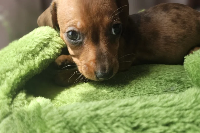 Dachshund (Miniature Smooth Haired)