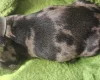 Dachshund (Miniature Smooth Haired)