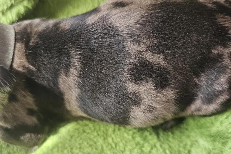 Dachshund (Miniature Smooth Haired)