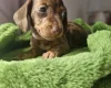 Dachshund (Miniature Smooth Haired)