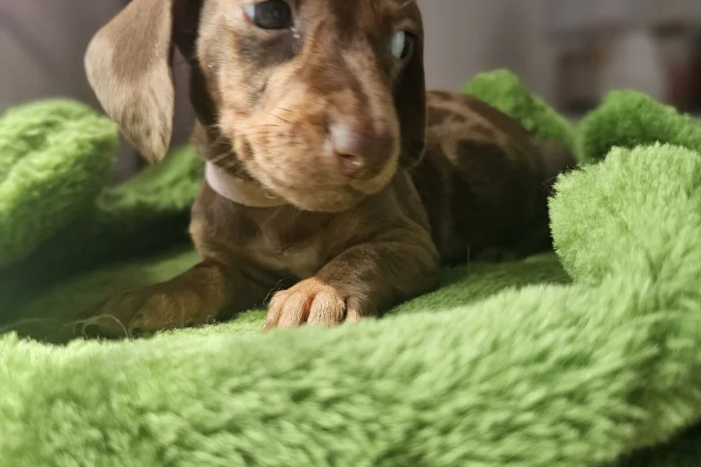 Dachshund (Miniature Smooth Haired)