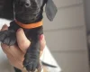 Dachshund (Miniature Smooth Haired)