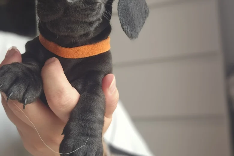 Dachshund (Miniature Smooth Haired)
