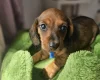 Dachshund (Miniature Smooth Haired)