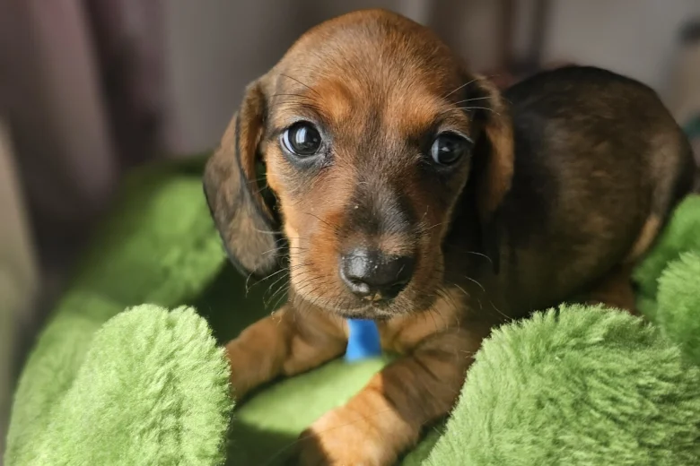 Dachshund (Miniature Smooth Haired)