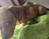 Dachshund (Miniature Smooth Haired)