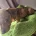Dachshund (Miniature Smooth Haired)