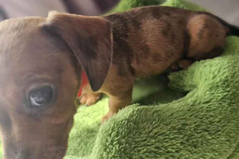 Dachshund (Miniature Smooth Haired)