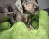 Dachshund (Miniature Smooth Haired)