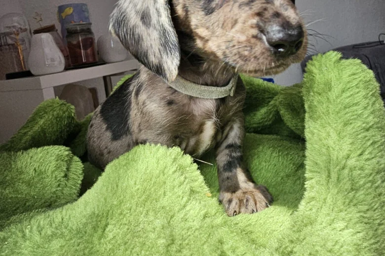 Dachshund (Miniature Smooth Haired)