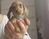 Dachshund (Miniature Smooth Haired)