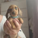 Dachshund (Miniature Smooth Haired)