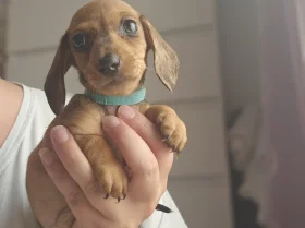 Dachshund (Miniature Smooth Haired)