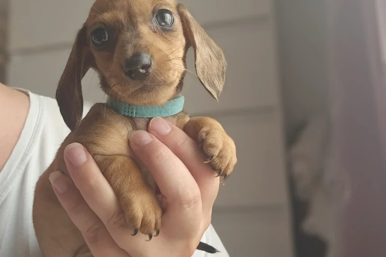 Dachshund (Miniature Smooth Haired)