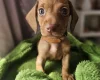 Dachshund (Miniature Smooth Haired)