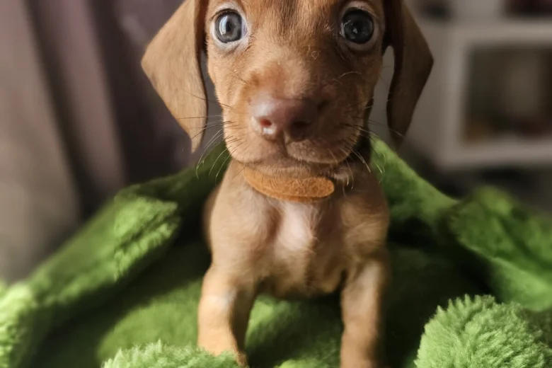 Dachshund (Miniature Smooth Haired)