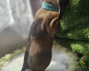 Dachshund (Miniature Smooth Haired)