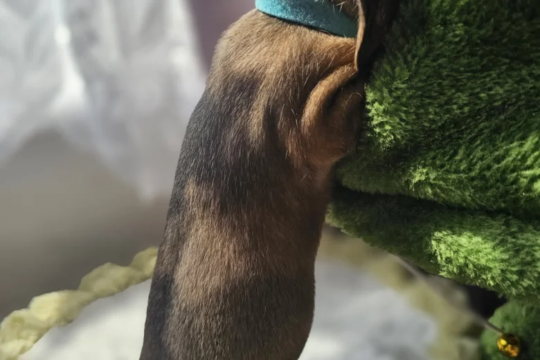 Dachshund (Miniature Smooth Haired)