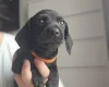 Dachshund (Miniature Smooth Haired)