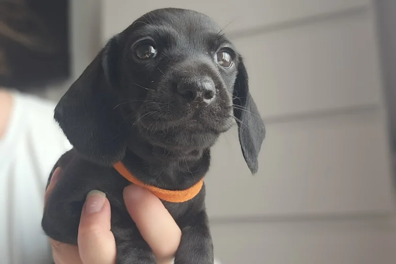 Dachshund (Miniature Smooth Haired)