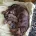 Dachshund (Miniature Smooth Haired)