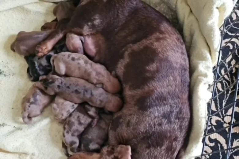 Dachshund (Miniature Smooth Haired)