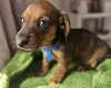 Dachshund (Miniature Smooth Haired)