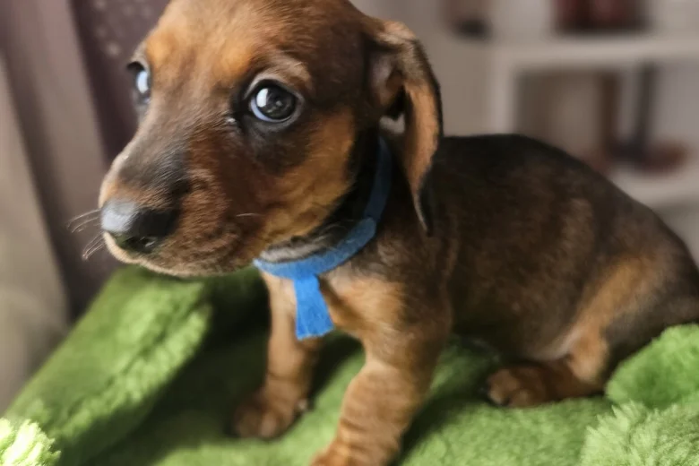 Dachshund (Miniature Smooth Haired)