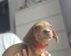 Dachshund (Miniature Smooth Haired)