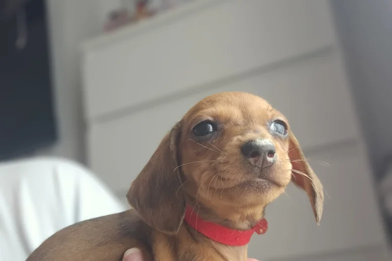 Dachshund (Miniature Smooth Haired)