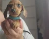 Dachshund (Miniature Smooth Haired)