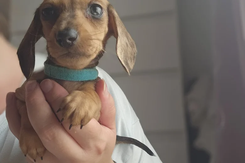 Dachshund (Miniature Smooth Haired)