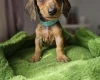 Dachshund (Miniature Smooth Haired)