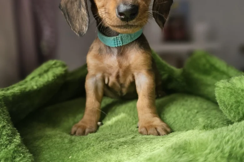 Dachshund (Miniature Smooth Haired)