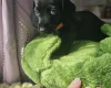 Dachshund (Miniature Smooth Haired)